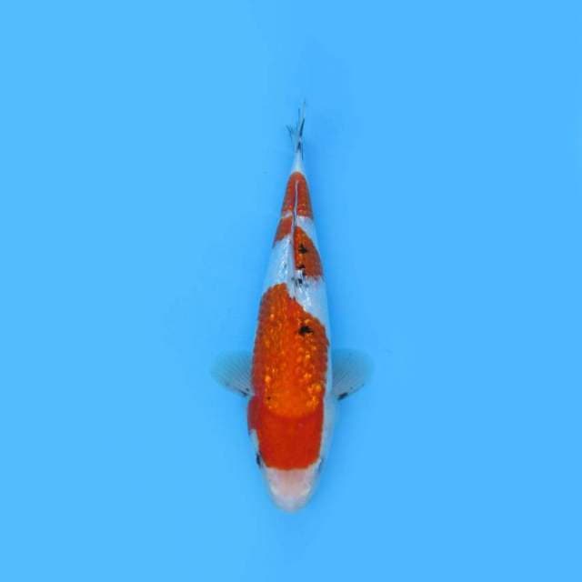 YG_SHOWA GINRIN_29 CM