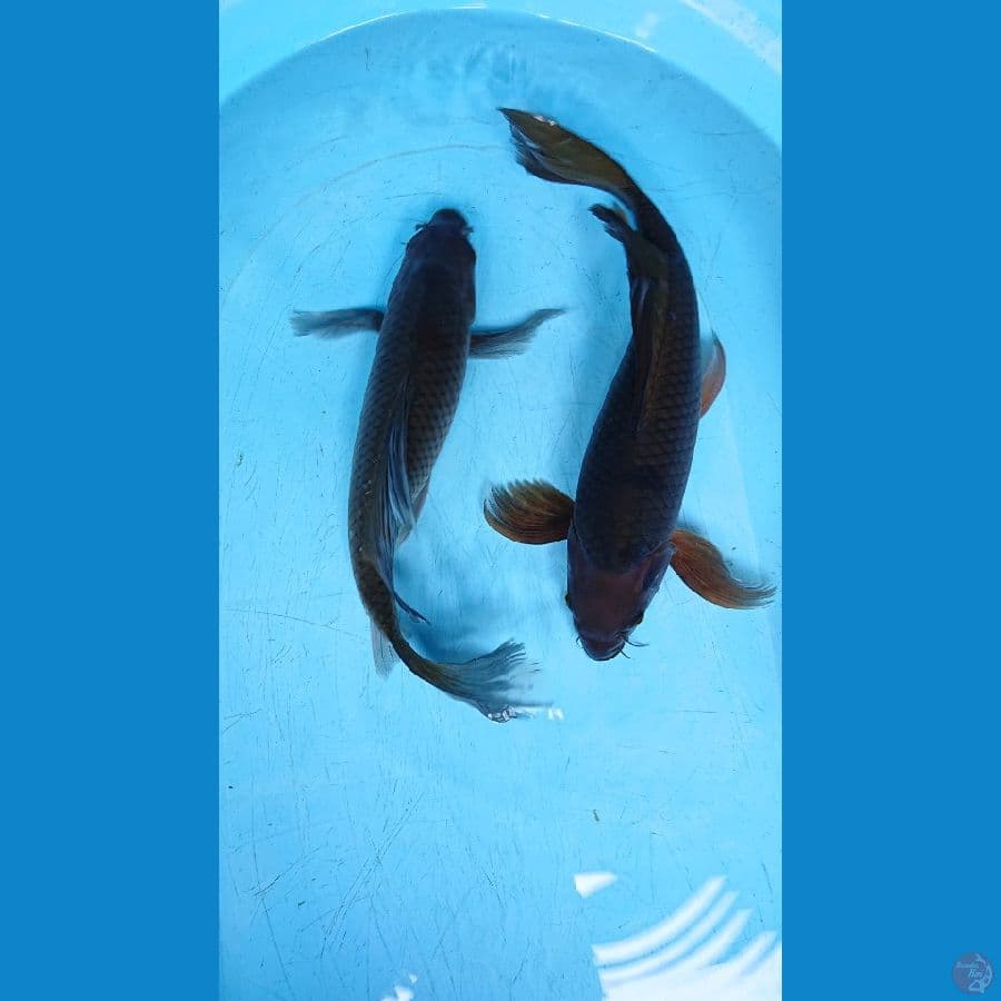 DUO KUMPAY 40 CM ( 2 ekor )