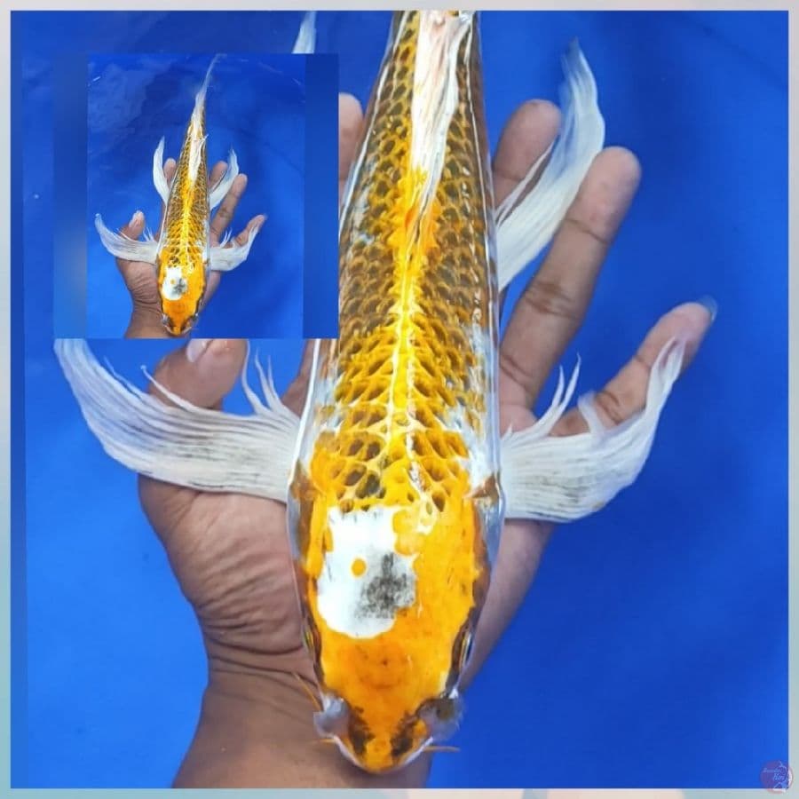 KUMPAY KOJAKU 39CM