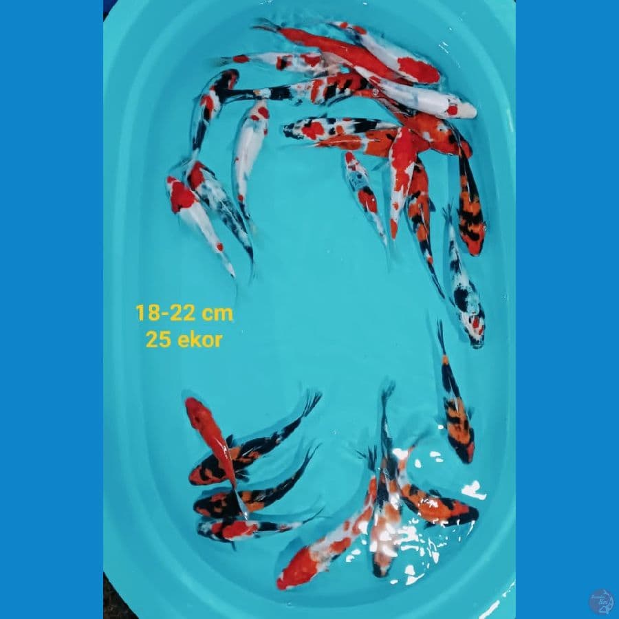 4 Showa mix | 18-22 cm 25 ekor | uncheck