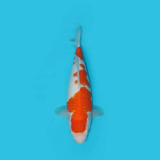 KOHAKU 33cm