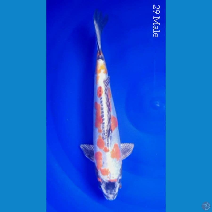 BENI KIKO 29/Male