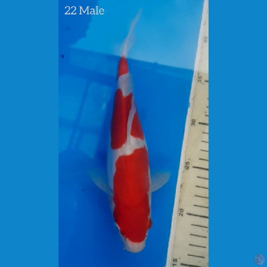 ???? DOITSU KOHAKU SQ - 22 Male