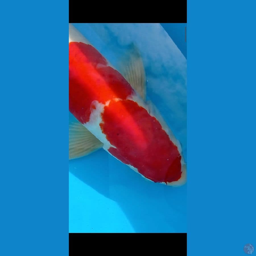 jumbo kohaku Red strong
