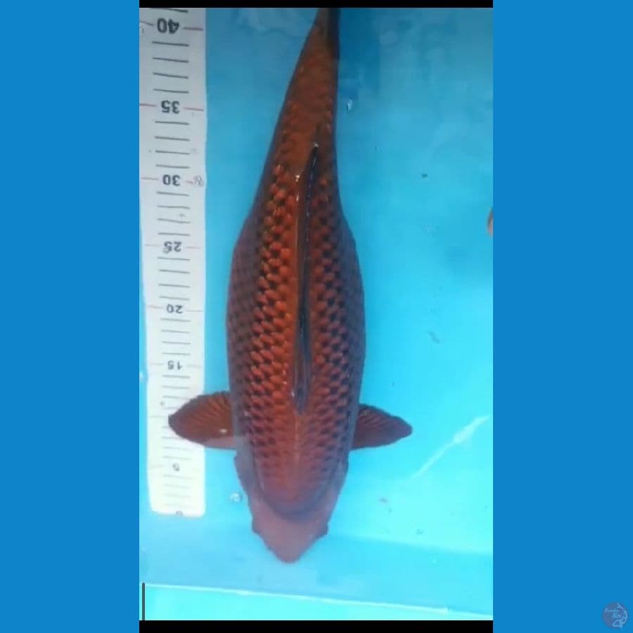 Jumbo Chagoi bulky