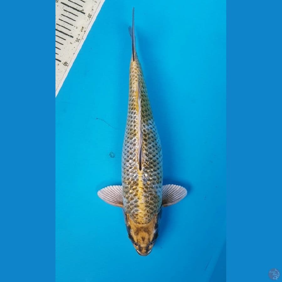 KOGANE OCHIBA GINRIN 40 cm