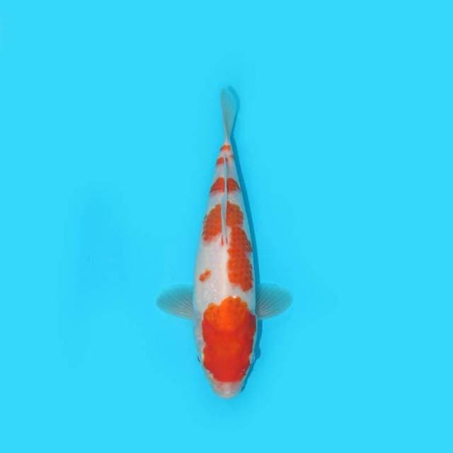 KOHAKU 26 CM