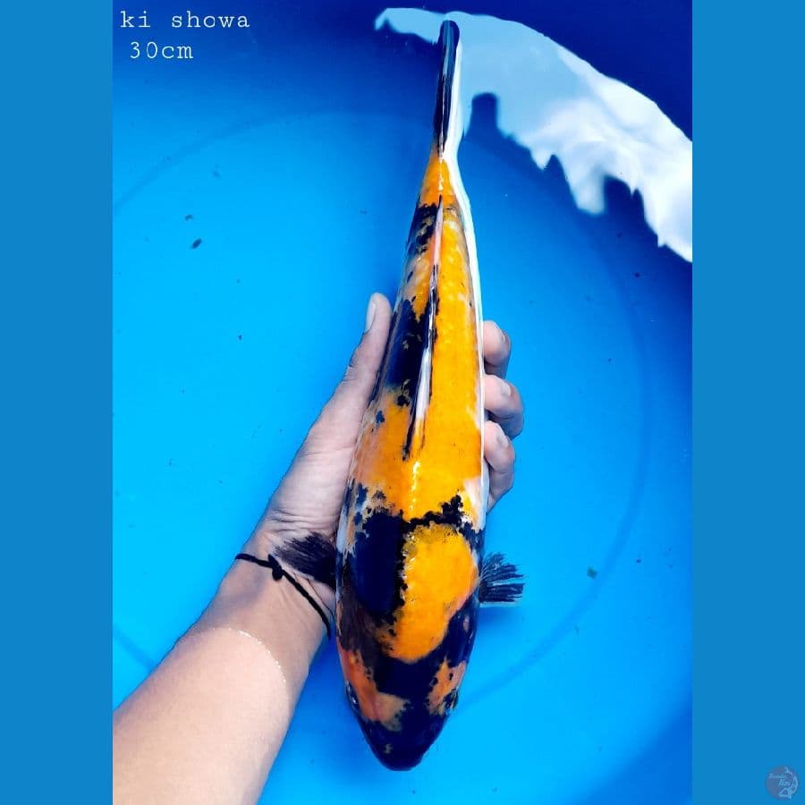 ki showa 30cm