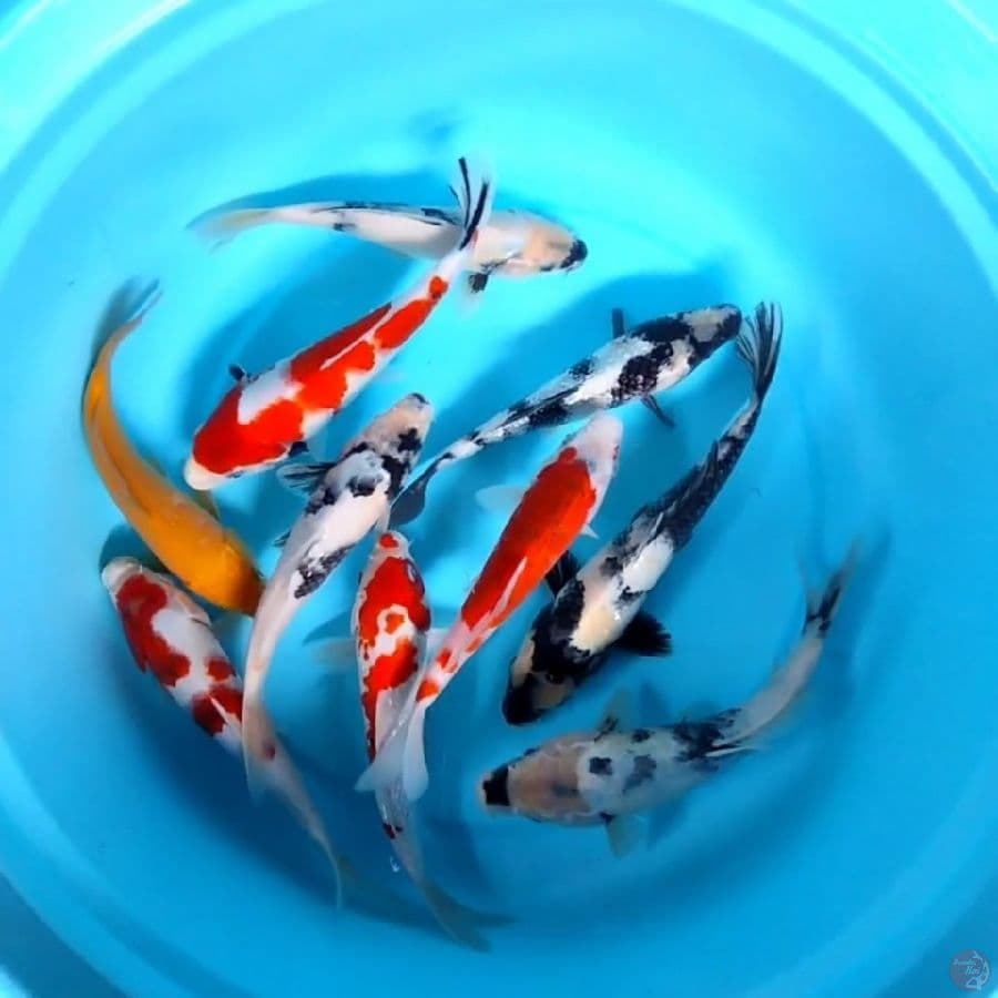 Mix Koi 22 - 25