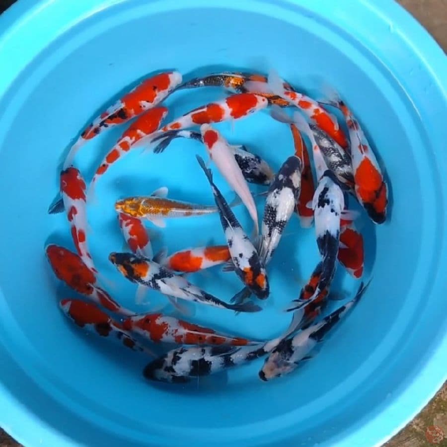 Mix Koi 25