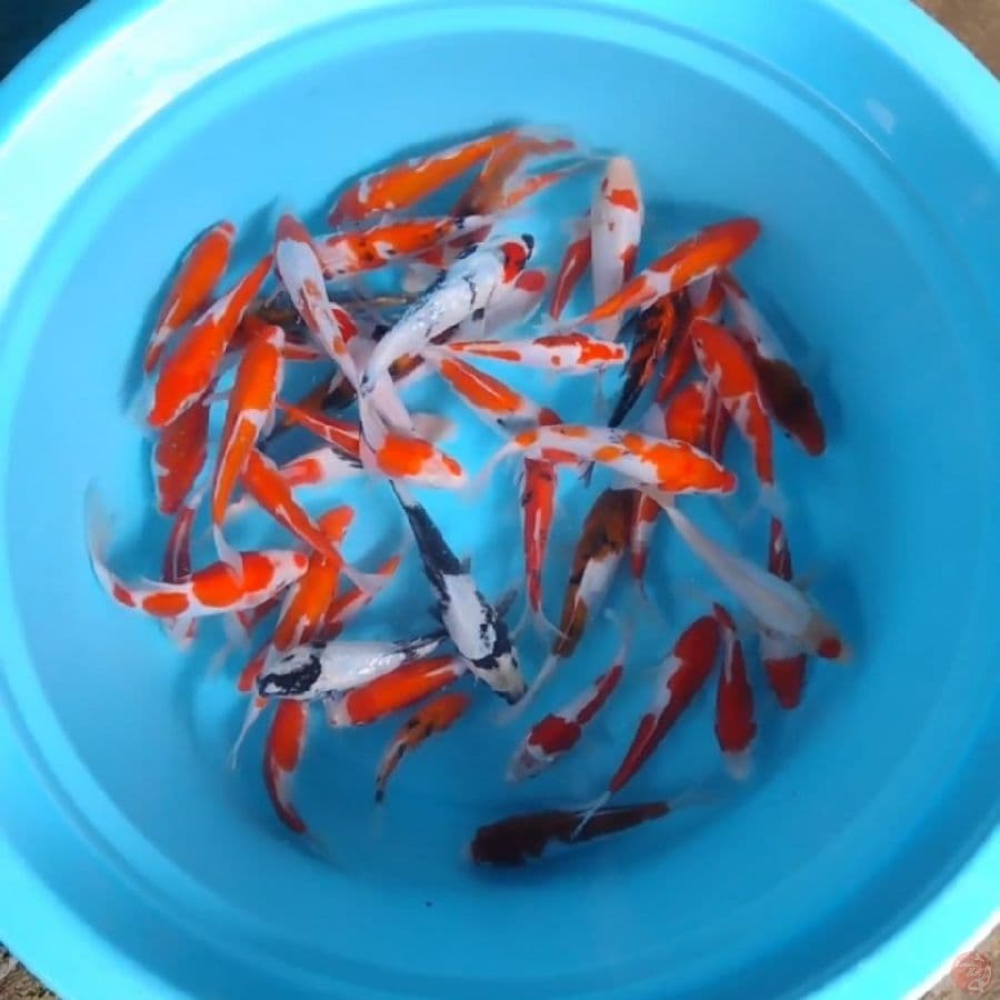 Mix Koi 45