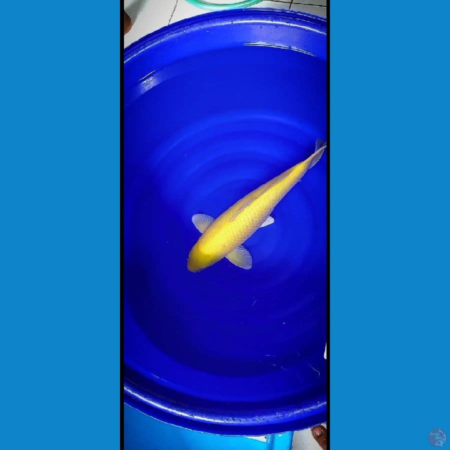 KARASHI MM 50CM MALE (jumbo tosai)