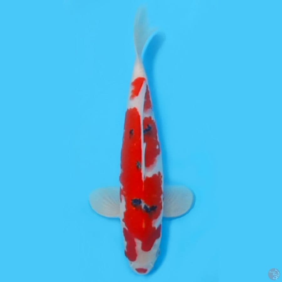 SANKE 32CM - MALE - MERAH TEBAL