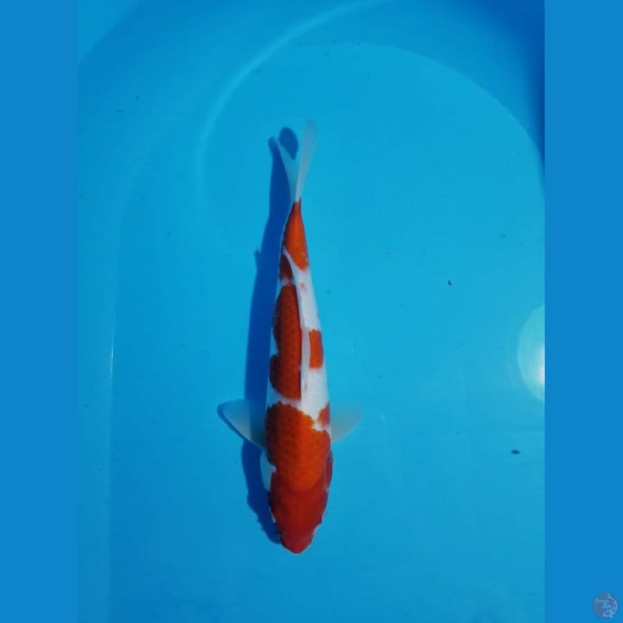 KOHAKU