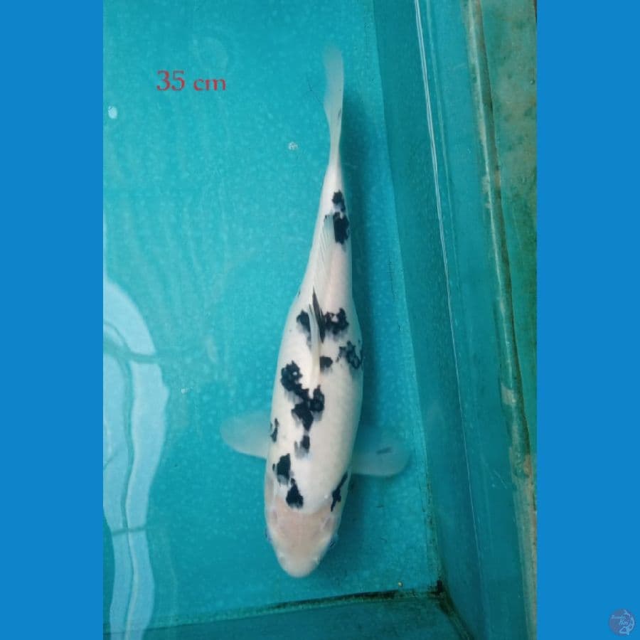 Bekko female size 35 cm