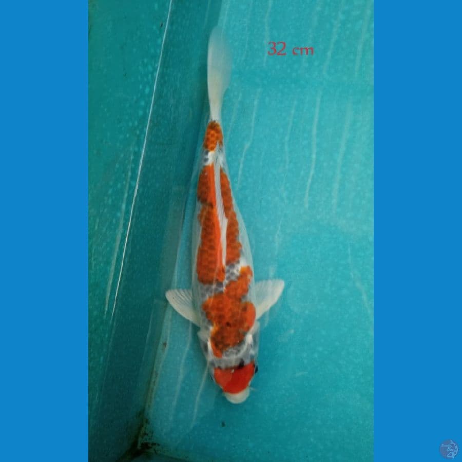 Goshiki male size 32 cm
