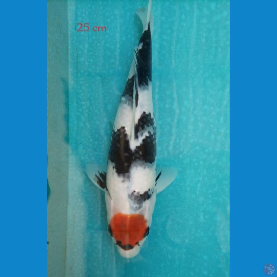 Tancho Showa male size 25 cm SQ