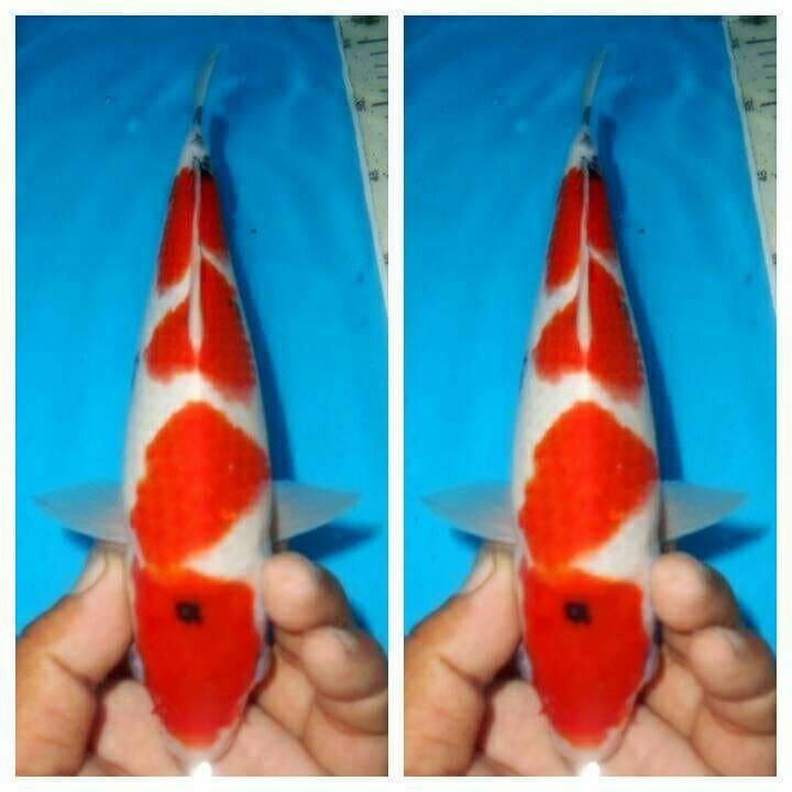 Baby sanke f1 tategoi