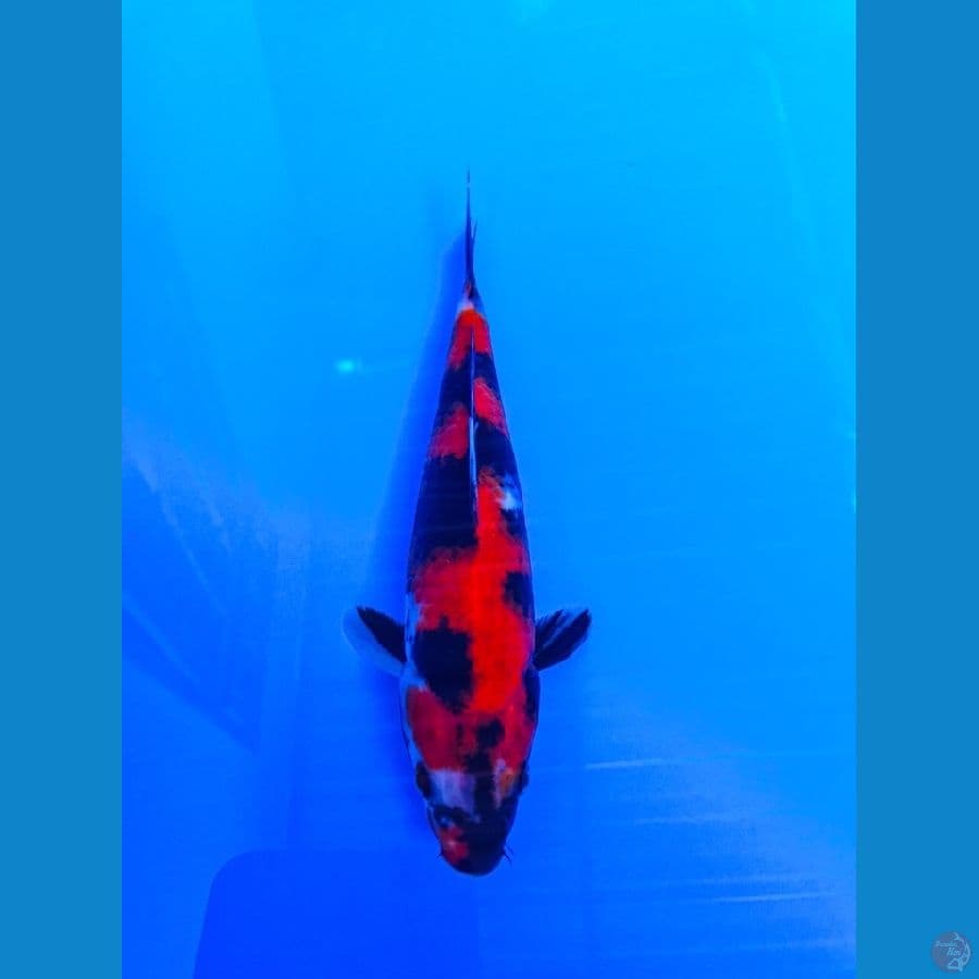 showa 22cm