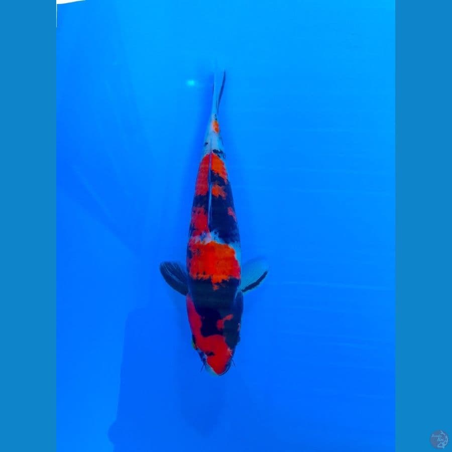showa 22cm