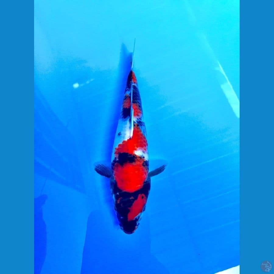 showa 22cm