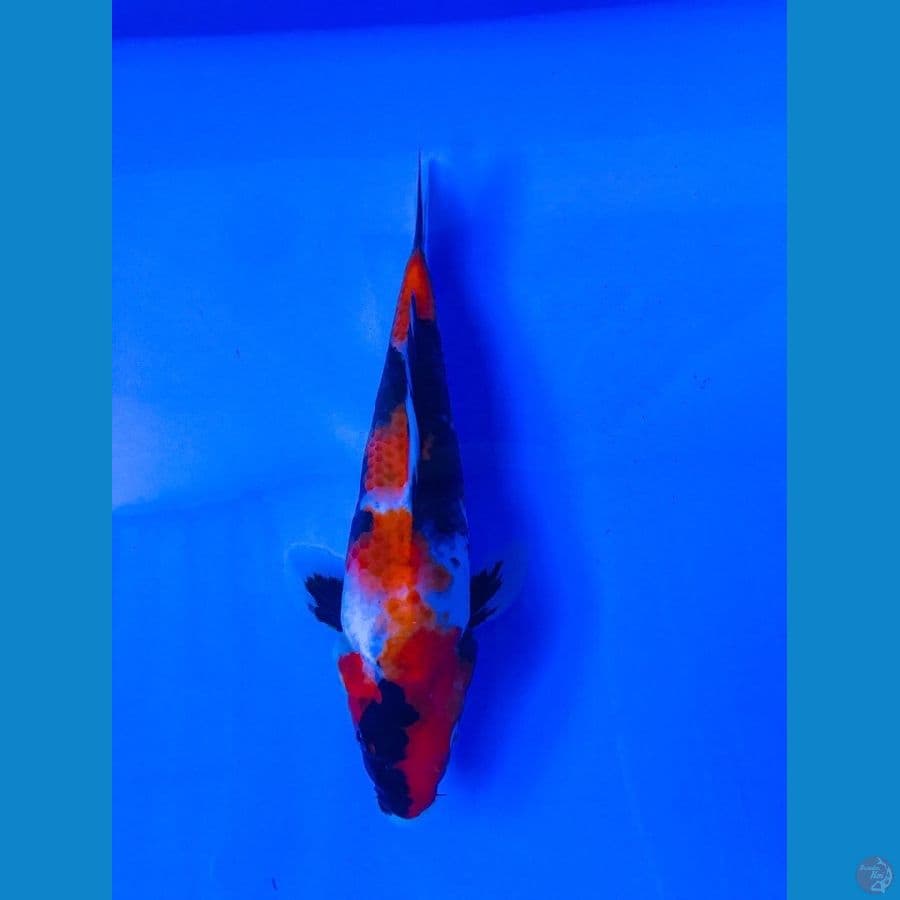 showa 22cm