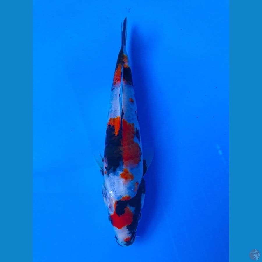 showa 20cm