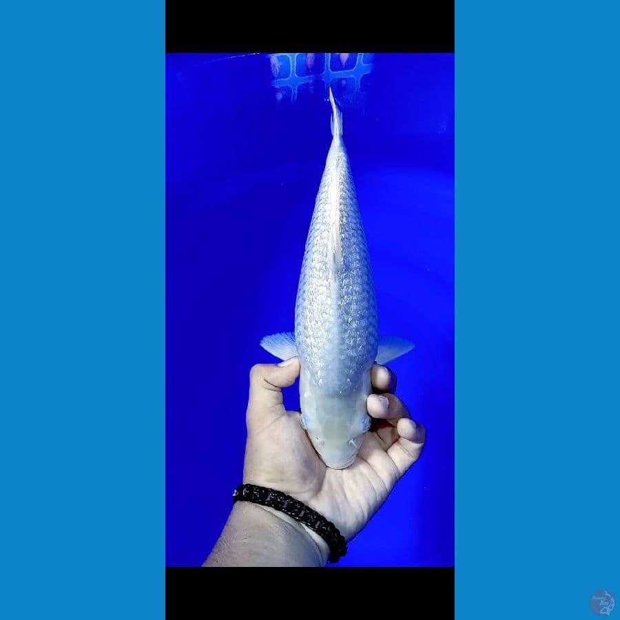 SORAGOI GINRIN SHOW QUALITY 34CM JANTAN