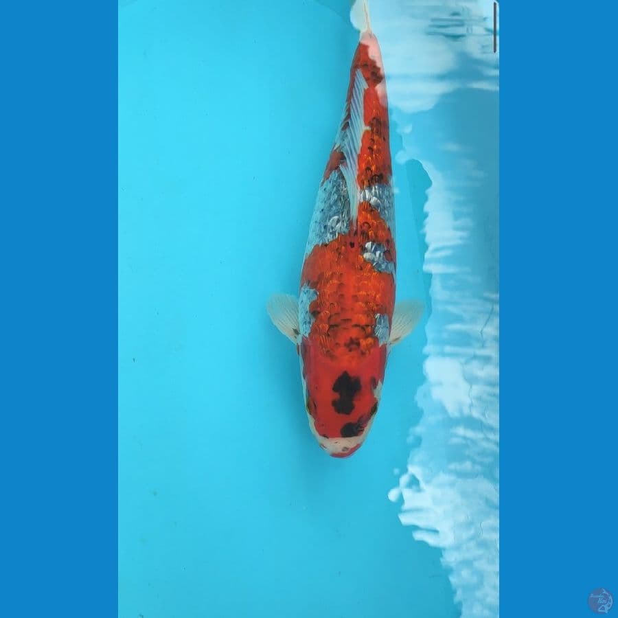 JUMBO GOSHIKI MERAH MERONA PUNUK ONTA