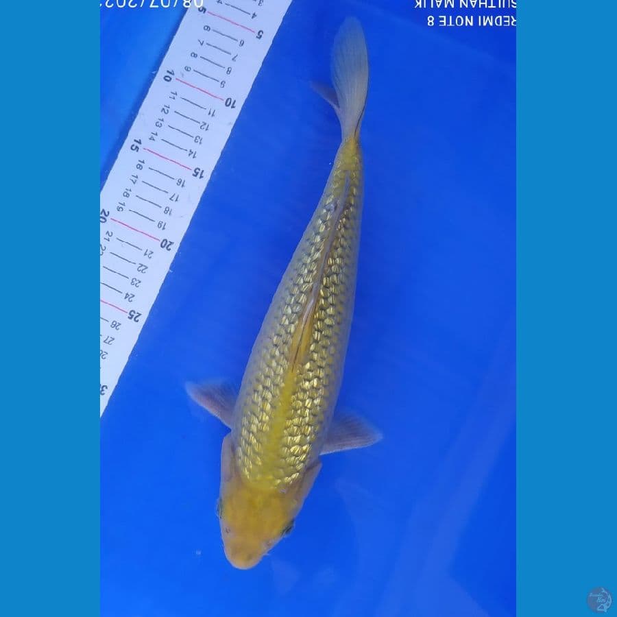 midori ginrin 32 cm punuk bulky