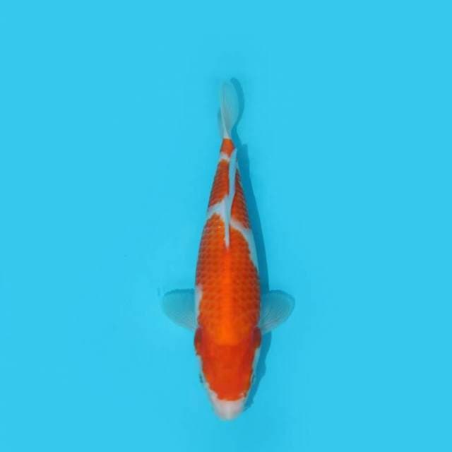 KOHAKU 23 CM