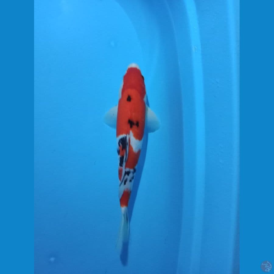 sanke merah strong 33cm