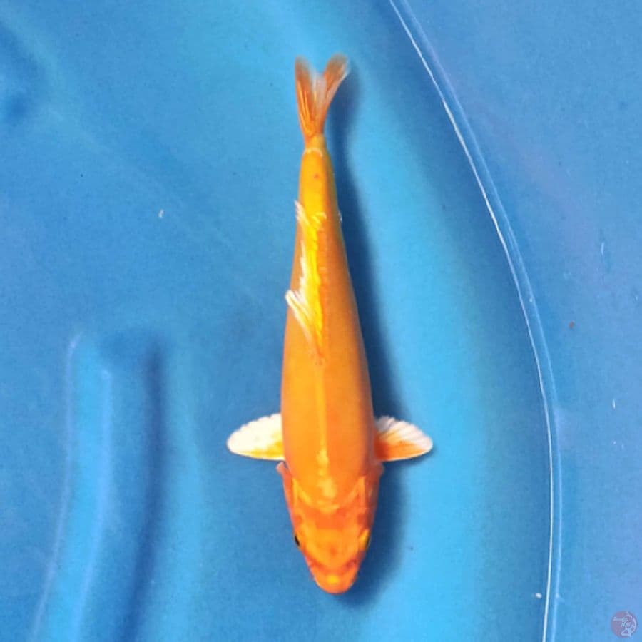 Orenji Ogon Doitsu 26cm