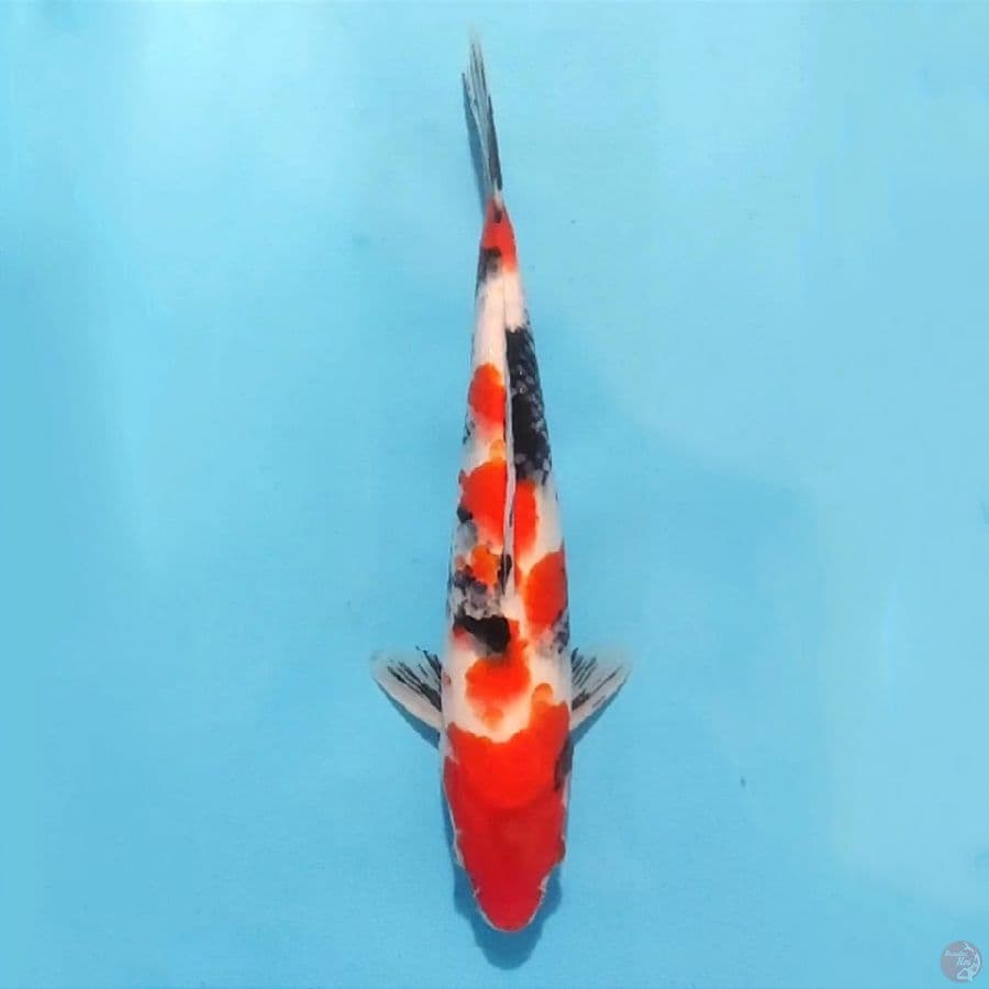 4. KINDAI SHOWA 28 CM MALE