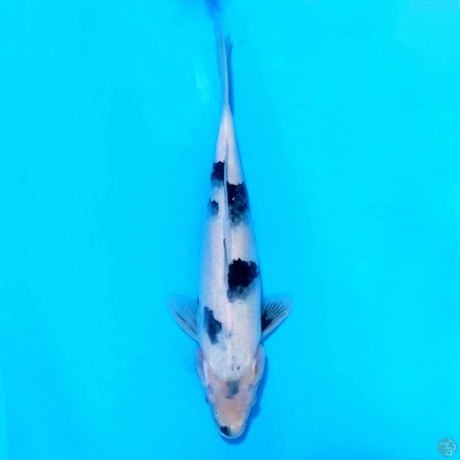 6. SHIRO UTSURI 30 CM FEMALE