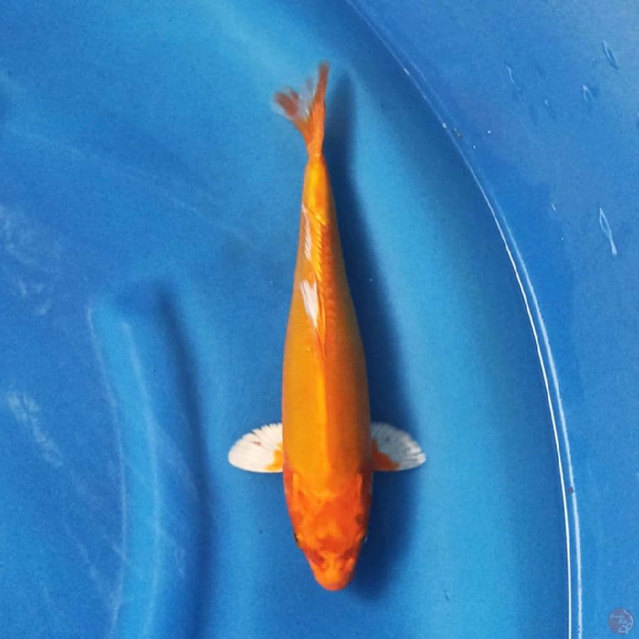 Orenji Ogon Doitsu 27cm