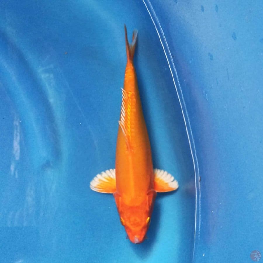 Orenji Ogon Doitsu 28cm