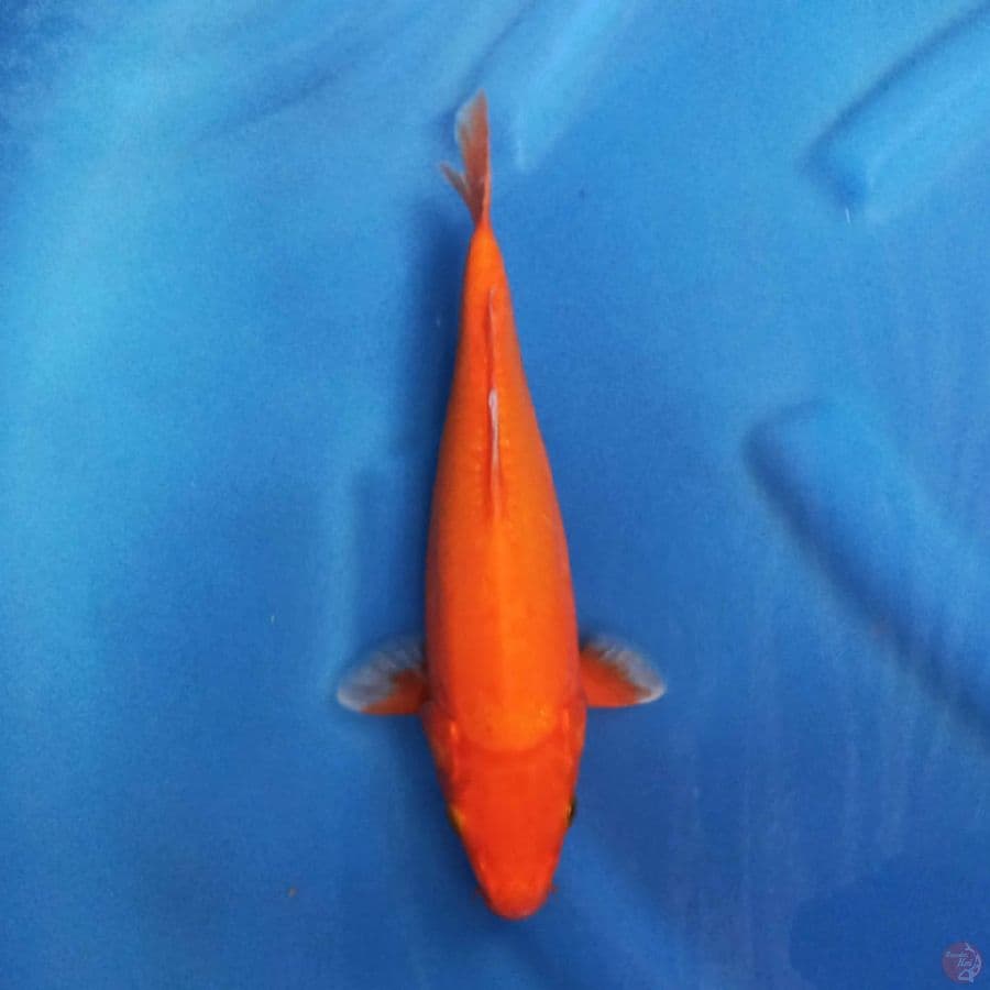 Orenji Ogon Doitsu 27cm