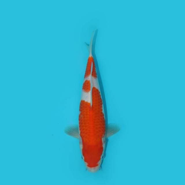 KOHAKU 22 CM
