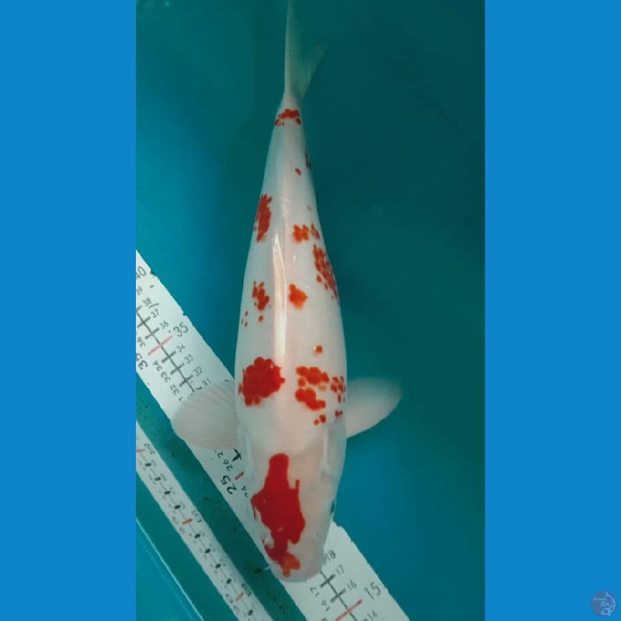 kohaku