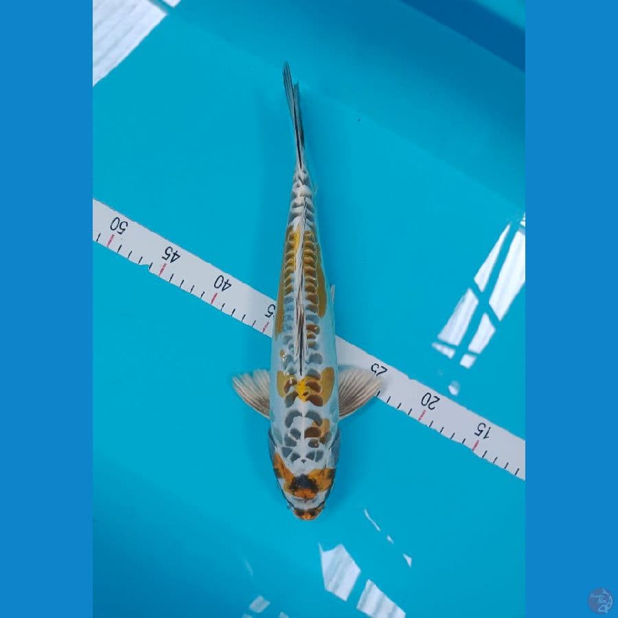 KIKO 35 CM MALE