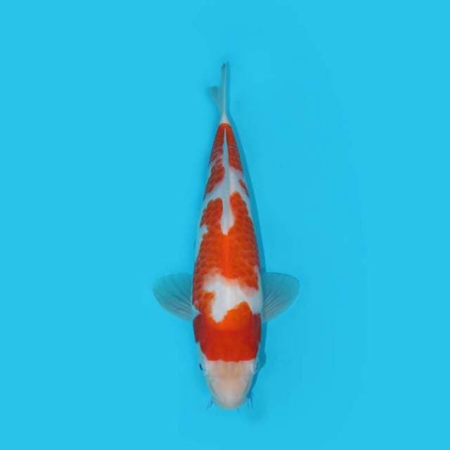 YG_KOHAKU ORIGINAL_27 CM