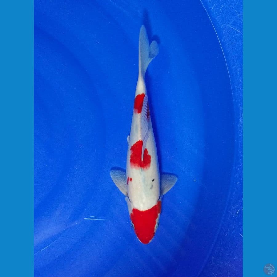 SANKE 30 CM