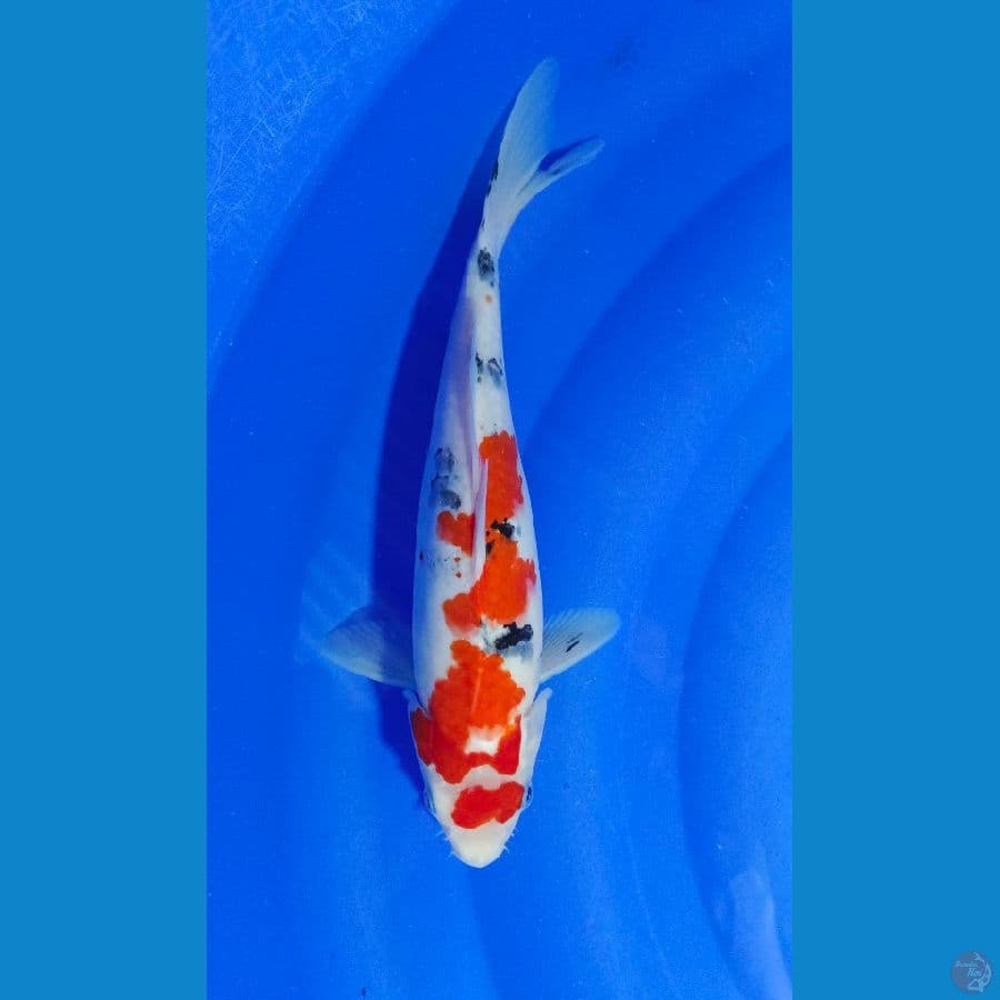 MARUTEN SANKE 27 CM