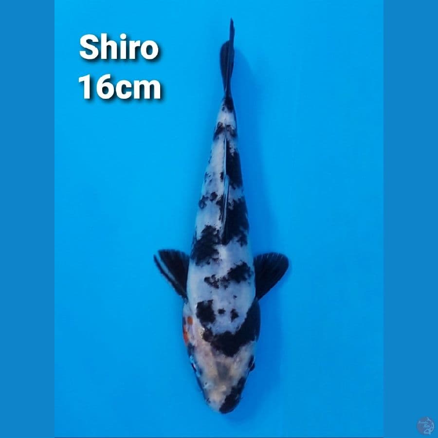 SHIRO UTSURI 16CM