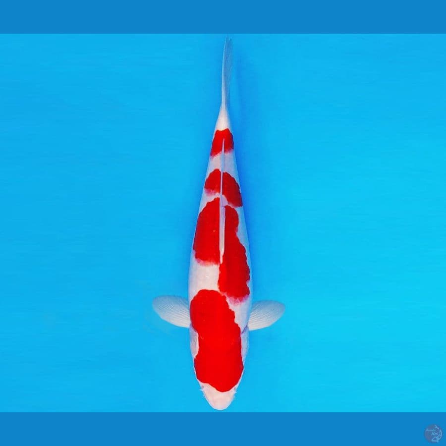 KIRARA 2 ~ KOHAKU 30 cm/fm ™