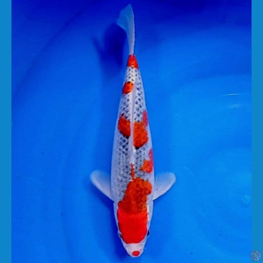 gosiki 30 cm fimale