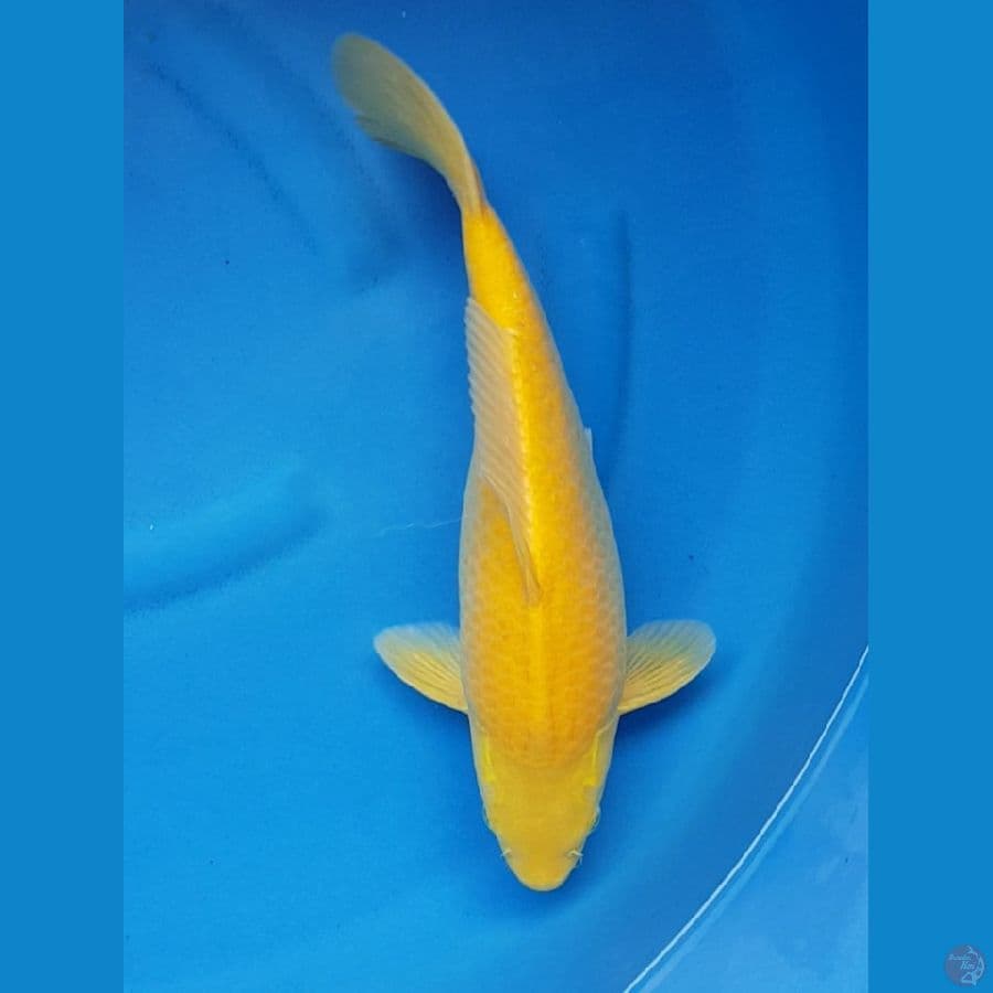 KARASI MATA MERAH SB MUNUK 37 cm