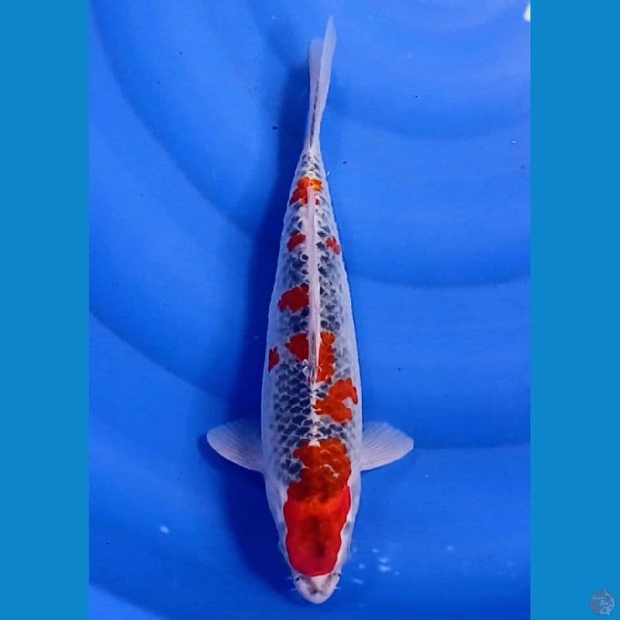 gosiki 31 cm