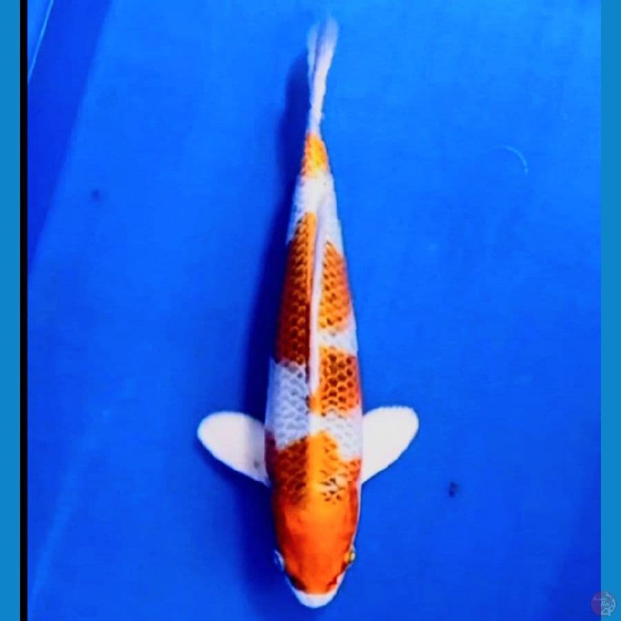 kujaku 25 cm